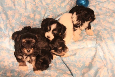 havanese-puppies